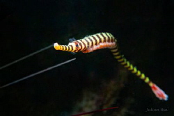 Banded pipefish carrying eggs by Julian Hsu 